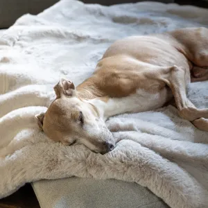 Faux-Fur Dog Blanket in Silver Mink